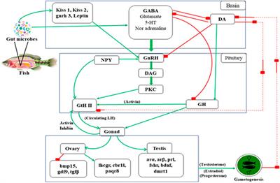 Tenets in Microbial Endocrinology: A New Vista in Teleost Reproduction
